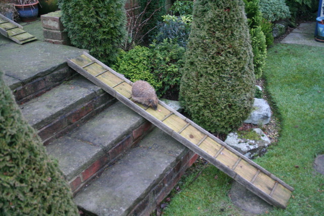 Hedgehog walking down a ramp over stairs
