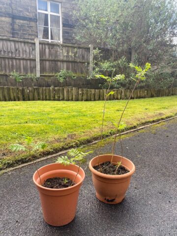 photo of 2 plant pots with tree saplings starting to grow leaves 